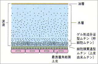 図2: 涙液の構造